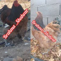 تخم نطفه دار برهما