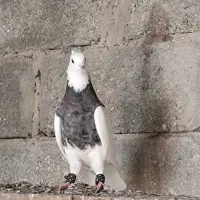 کبوتر کفتر رنگی