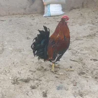 خروس گلین ریشو چهل تاج