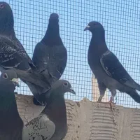 مسافتی مسابقه دهنده|پرنده|مشهد, انقلاب|دیوار