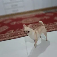 واگذاری شیواوا