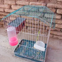 عروس هلندی|پرنده|اندیمشک, |دیوار