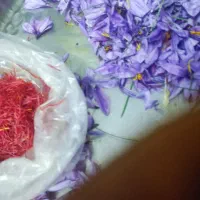 زعفران نگین