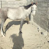 نریون ترکمن. کرد 3 ساله