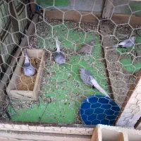 پرنده تزیینی نروماده