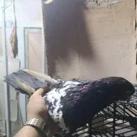 کبوتر|پرنده|چمران, |دیوار