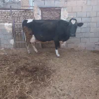 گاو شیری  با گوساله ماده