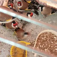 سهره نر عالی به شرط|پرنده|کرج, شاهین‌ویلا|دیوار