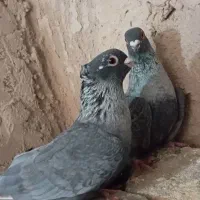 کبوترموشی نقره ای کاکولی طوق سفید