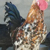 خروس جوان گلین