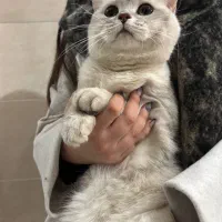 گربه های نر از نژاد اسکاتیش و بریتیش آماده جفت