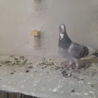 ماده بدرنگ پلنگ