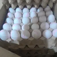 مواد غذایی تخممرغ