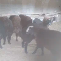 برهنرچاق|حیوانات مزرعه|رامند, |دیوار