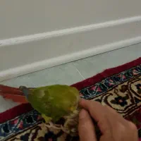 گرینچیک سینه سرخ ۸ ماهه