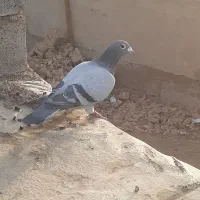 اهواز سوسنگرد|پرنده|اهواز, بهارستان|دیوار