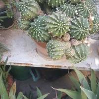 فروش گل|گل و گیاه طبیعی|شیراز, کیان شهر|دیوار