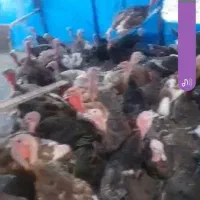 بوقلمون