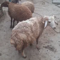 کاور فروشی