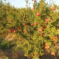 اب و زمین کشاورزی، باغ درختی