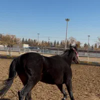 فروش اسب تروبرد مادیان آموزشی و کورس