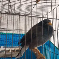 مرغ مینا سخنگو معاوضه با هلندی یا قناری