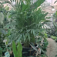 ارکیده دندروبیوم فالانوپسیس وانیل البوکا اسپیرالیس|گل و گیاه طبیعی|مشهد, شهرک صنعتی توس|دیوار