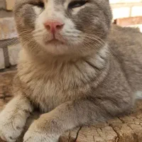 گربه گمشده|حیوانات|کرمان, |دیوار