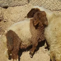 بره|حیوانات مزرعه|ایلام, |دیوار