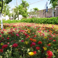 باغبانی،هَرس کاری،پیوند زنی و فروش انواع نهال