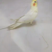 عروس هلندی