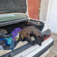 سگ مالینویز وداچ توله ۳ ماه واگذاری|سگ|تهران, امین حضور|دیوار