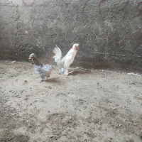 جوجه|پرنده|فریمان, |دیوار