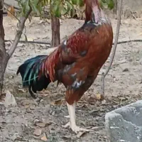 خروس لاری|حیوانات مزرعه|بومهن, |دیوار