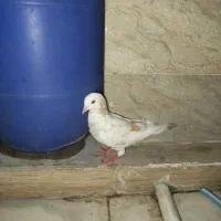 کفتر