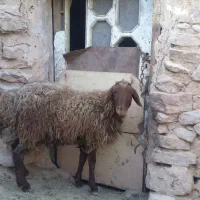 بره قوچی همو