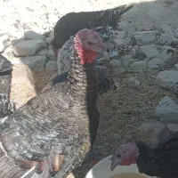 معاوضه با بزغاله گلابی|حیوانات مزرعه|چابهار, |دیوار