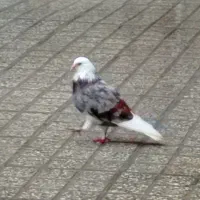فروش کبوتر
