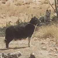الاغ و سگ|حیوانات مزرعه|دهق, |دیوار