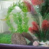 اکواریوم با ماهی . لوازم . پرنده