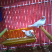 یک جفت فنج سفید زبیا و ۲ عدد مرغ عشق سرلاکی|پرنده|مشهد, نیزه|دیوار