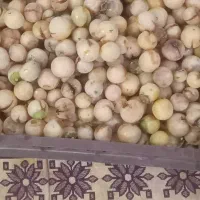 سپستون تازه