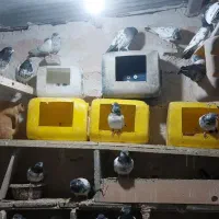 کبوتر پاکستانی