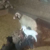 دو گوسفند و یه بره|حیوانات مزرعه|الشتر, |دیوار