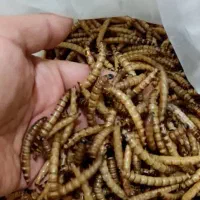 میلورم و سوپرورم و لارو سرباز و مکمل ترکیبی|خزنده|اندیشه, پرنیان|دیوار