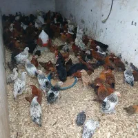 فروش جوجه دو ماه و نیمی سالم و سرحال واکسینه شده