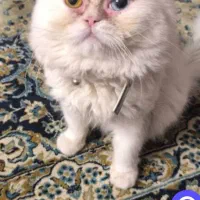 گربه