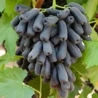فروش تضمینی نهال انگور مندراپ با گیرایی بالا