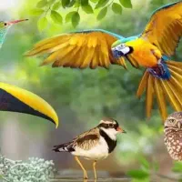 یه پرنده پیدا کردم