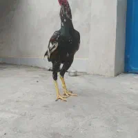 لاری در حد فوق‌العاده  و نسل کشی معتبر